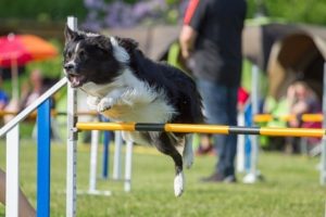 dog_jumping