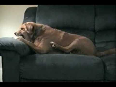 Dogs do the Darndest Things… For a Reason