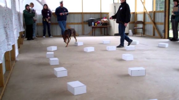 Top 5 Dog Training Myths